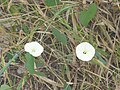 Ipomoea obscura