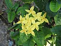 Ixora siamensis