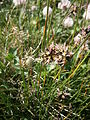 Juncus jacquinii flowers