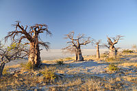 Dead baobabs in the pans
