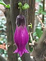 Mature specimen in Royal Botanic Garden Edinburgh exhibiting cauliflory.