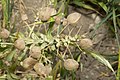 Ripe, bladder-like fruits ready for wind-dispersal, Greece