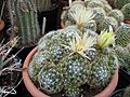 Mamillaria sphaerica