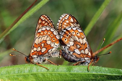 Marsh fritillaries mating Euphydryas aurinia ♂♀ England, UK