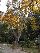 View of mature Magnolia denudata - Botanical Park, Opatija, Croatia