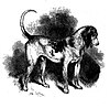 Southern Hound