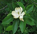 Closeup of an opened flower