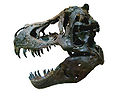 Tyrannosaurus rex skull cut out, glare reduced.