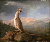 George Stubbs, The Kongouro from New Holland, 1772