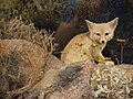 Kit fox, San Diego Natural History Museum