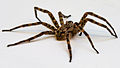 Wolf spider with 3 inch spread