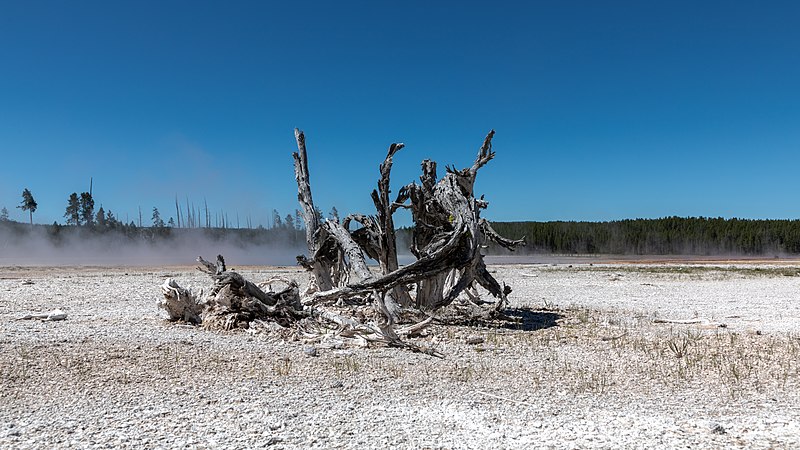 图为美国怀俄明州黄石国家公园下间歇泉盆地内的枯树。