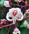 Flower, macro photography.