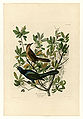 187. Boat-tailed Grackle