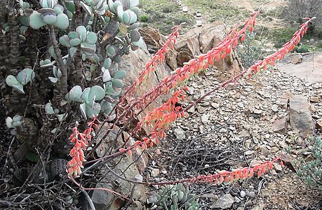 Inflorescence, growing west of Ladismith