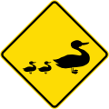 (MR-WDO-21) Ducks (used in Western Australia)