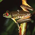 South American Red-eyed Tree Frog (Agalychnis callidryas)