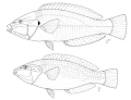 於 2006年7月15日 (六) 16:52 版本的縮圖