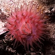 Actinia