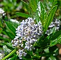 Ceanothus thyrsiflorus