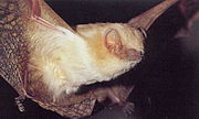 Brown and white bat