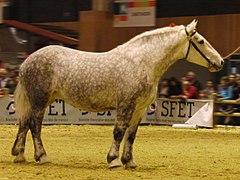 Percheron