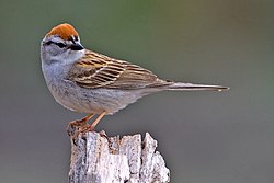 Chipping sparrow