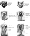 Stages in the development of the external sexual organs in the male and female.