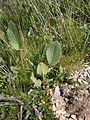 Doronicum clusii leaf