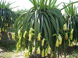 火龙果植株