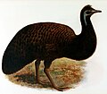 Artist's reconstruction of the emu