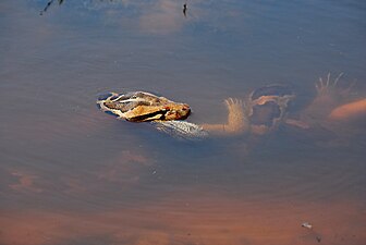 Indian rock python