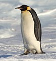 皇帝企鹅是现今已知体型最大的企鹅