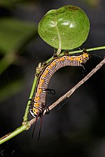 Larva