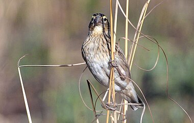 Female