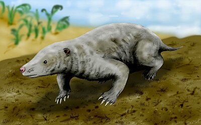 Fruitafossor windscheffeli, an early termite-eating mammal from the Late Jurassic of Colorado.