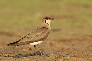 Oriental pratincole