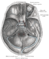 The sinuses at the base of the skull