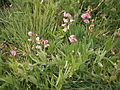 Lathyrus heterophyllus