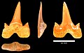 Cretalamna appendiculata tooth, Menuha Formation.