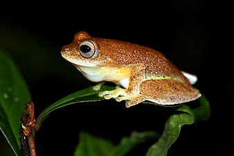 Lateral view