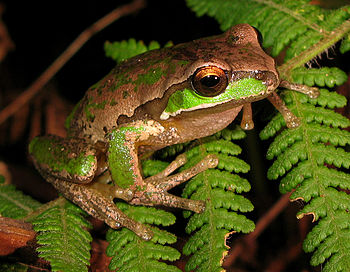 New England Tree Frog