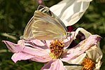 Mating on Cosmos 2011-10-28