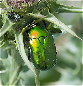 Protaetia cuprea ignicollis נחושתית הקוצים