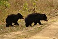 Sloth bears are here