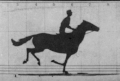 Image 36GIF animation from retouched pictures of The Horse in Motion by Eadweard Muybridge (1879). (from History of film technology)