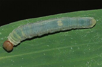 Larva