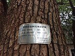 百年香樟树的标示