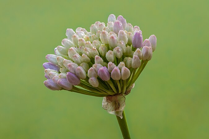 图为山韭（Allium senescens subsp. glaucum）的花蕾，由71幅照片叠焦而成。