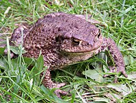 Common toad (Bufo bufo)